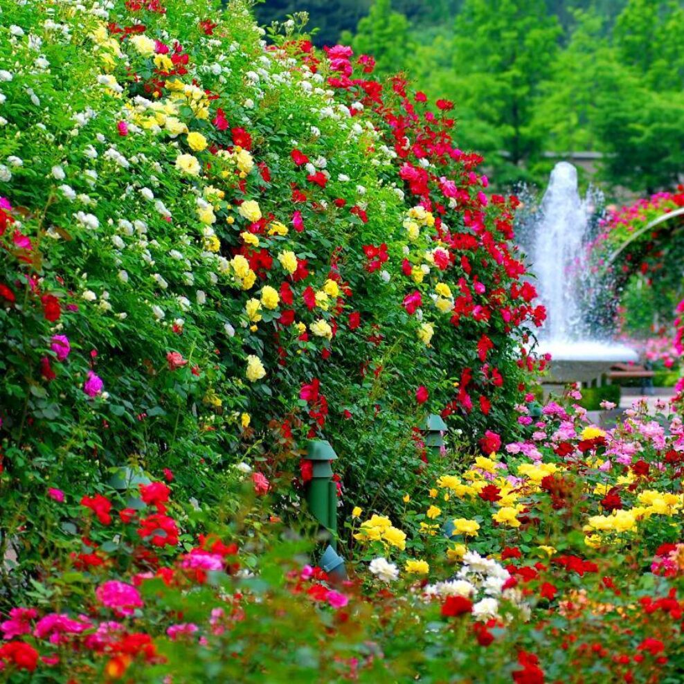 Gardening Club